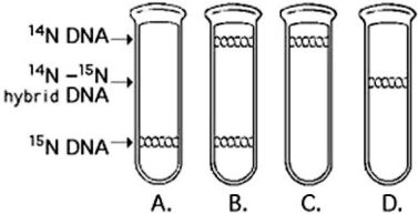<strong>Use the figure to answer the following question. In the late 1950s, Meselson and Stahl grew bacteria in a medium containing heavy (radioactive) nitrogen (15N) and then transferred them to a medium containing 14N (non-radioactive). Which of the results in the figure would be expected after one round of DNA replication in the presence of 14N?</strong> A) A B) B C) C D) D