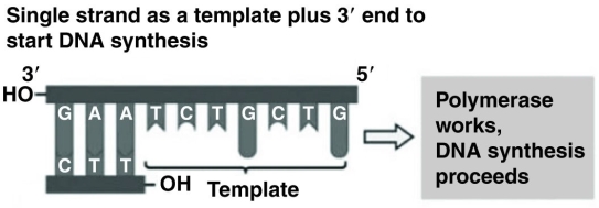 <strong>Use the figure to answer the following question. Referring to the figure, what bases will be added as DNA replication proceeds on the bottom strand?</strong> A) 5′ C, A, G, C, A, G, A 3′ B) 3′ T, C, T, G, C, T, G 5′ C) 5′ A, G, A, C, G, A, C 3′ D) 3′ G, T, C, G, T, C, T 5′