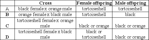 <strong>In cats, an X-linked locus is responsible for fur color. There are two known alleles at this locus. One results in black fur color; the other results in orange color. A heterozygote animal has patches of orange and black fur (tortoiseshell). Which of the following outcomes represents all of the possible offspring from the cross provided. Assume all cats have two sex chromosomes. </strong> A) A B) B C) C D) D