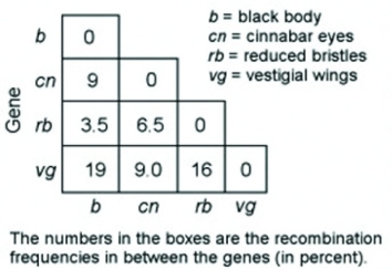 <strong>Use the following information to answer the question. In a series of mapping experiments, the recombination frequencies for four different linked genes of Drosophila were determined as shown in the figure. Based on this information, what is the order of these genes on a chromosome map?</strong> A) rb-cn-vg-b B) cn-rb-b-vg C) b-rb-cn-vg D) vg-cn-b-rb