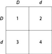<strong>Use the figure and the following description to answer the question. In a particular plant, leaf color is controlled by gene locus D. Plants with at least one allele D have dark green leaves, and plants with the homozygous recessive dd genotype have light green leaves. A true-breeding, dark-leaved plant is crossed with a light-leaved one, and the F1 offspring is allowed to self-pollinate. The predicted outcome of the F1 cross is diagrammed in the Punnett square shown in the figure, where 1, 2, 3, and 4 represent the genotypes corresponding to each box within the square. Which of the boxes marked 1-4 correspond to plants with a heterozygous genotype?</strong> A) 1 and 4 only B) 2 and 3 only C) 1, 2 and 3 D) 2, 3, and 4