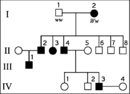 <strong>The following question refers to the figure of a family's pedigree chart, some of whose members exhibit the dominant trait, W. Affected individuals are indicated by a dark square or circle. What is the likelihood that a future child of IV-3 and IV-4 will have the trait?</strong> A) 0% B) 50% C) 75% D) 100%