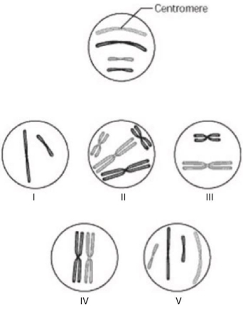 <strong>The unlettered circle at the top of the accompanying figure shows a diploid nucleus with four unreplicated chromosomes. The circles labeled 1 to 5 show various combinations of these chromosomes. Which chromosomal configuration would be observed at prometaphase of mitosis?</strong> A) II B) III C) IV D) V