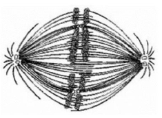 <strong>Use the figure to answer the question below. If the cell whose nuclear material is shown in the accompanying figure continues toward completion of mitosis, which of the following events would occur next?</strong> A) spindle formation B) nuclear envelope breakdown C) formation of telophase nuclei D) segregation of daughter chromosomes