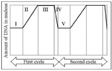 <strong>One type of eukaryotic cell (line 1) spends 24 minutes in S phase and another type of cell (line 2) spends 48 minutes in S phase. Which of the following statements is the best explanation for the difference in time spent in S phase by cell lines 1 and 2? Amount of DNA per nucleus over the cell division cycle.</strong> A) Line 2 contains more DNA than line 1. B) Lines 1 and 2 contain the same amount of DNA. C) Line 1 cells reproduce by binary fission and line 2 cells reproduce by mitosis and cytokinesis. D) Line 2 has plant cells and line 1 has animal cells.