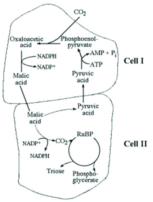 <strong> Which of the following statements best describes the accompanying figure?</strong> A) It represents a C4 photosynthetic system. B) It represents an adaptation that maximizes photorespiration. C) It represents a C3 photosynthetic system. D) It represents a CAM photosynthetic system.