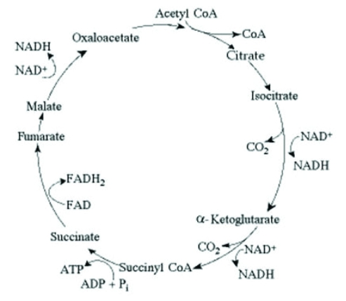 <strong> The citric acid cycle. Which of the following is the most likely effect on the rates of ATP and CO<sub>2</sub> production if yeast cells growing in minimal medium lacking glucose are provided with supplemental acetyl-CoA?</strong> A) There would be no change in ATP production, but the rate of carbon dioxide production would increase. B) The rates of ATP production and carbon dioxide production would both increase. C) The rate of ATP production would increase, but the rate of carbon dioxide production would decrease. D) The rates of ATP and carbon dioxide production would both decrease.