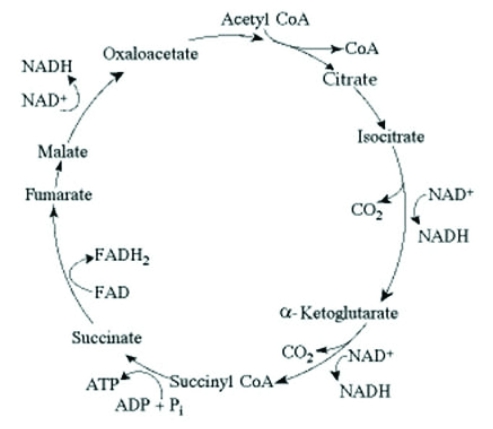 <strong> The citric acid cycle. Which of the following combinations of products would result from three acetyl CoA molecules entering the citric acid cycle?</strong> A) 1 ATP, 2 CO<sub>2</sub>, 3 NADH, and 1 FADH<sub>2</sub> B) 3 ATP, 3 CO<sub>2</sub>, 3 NADH, and 3 FADH<sub>2</sub> C) 3 ATP, 6 CO<sub>2</sub>, 9 NADH, and 3 FADH<sub>2</sub> D) 6 ATP, 6 CO<sub>2</sub>, 3 NADH, and 12 FADH<sub>2</sub>