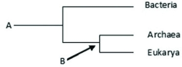<strong>Use the following figure to answer the question. Describe groups labeled A and B.</strong> A) A is the most recent species to evolve on Earth whereas B is an ancestor of group A B) A is the most recent species to evolve on Earth whereas B is the last common ancestor of Archaea and Eukarya C) A is the common ancestor of all life whereas B is the common ancestor of Bacteria and Archaea D) A is the common ancestor of all life whereas B is the last common ancestor of Archaea and Eukarya
