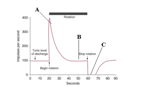 -The figure above represents the response of a hair cell in the crista ampullaris of the semicircular canal to stimulation by rotation in a human subject. With the subject's eyes closed, the subjective sensation of rotation will be absent at which point(s)?