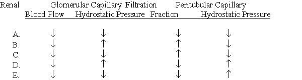 A 22-year-old female patient complaining of headaches presents to your office. An examination reveals that her blood pressure is 180/118 mm Hg, and laboratory tests give the following results: · Plasma renin activity = 14.5 (normal = 1.0) · Plasma Na<sup>+</sup> = 142 mmol/L · Plasma K<sup>+</sup> = 2.9 mmol/L Magnetic resonance imaging of the kidneys suggests that she has a renin-secreting tumor in her left kidney. Compared with normal, which one of the following sets of conditions would you expect?