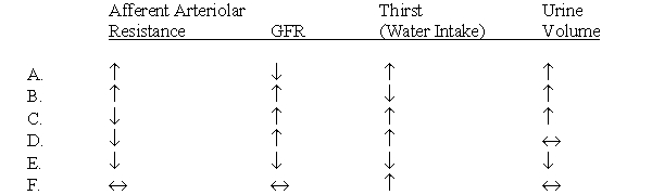 Which of the following changes would you expect to find in a newly diagnosed 12-year-old patient with type 1 diabetes and uncontrolled hyperglycemia (plasma glucose = 400 mg/dL)?