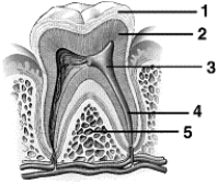 <strong>Figure 47-1 Use the figure to answer the corresponding questions. Refer to Figure 47-1.The crown of the tooth is made up of the parts labeled:</strong> A) 1 only B) 1 and 2 only C) 2 and 3 only D) 1, 2, and 3 only E) 1, 2, 3, and 4 only