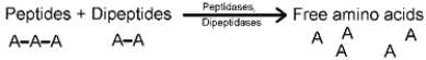 <strong>Which of the following statements accurately describes the following reaction? </strong> A) enzymatic digestion of carbohydrates in the mouth by enzymes secreted by the salivary glands B) enzymatic digestion of proteins in the stomach by enzymes secreted by the pancreas C) enzymatic digestion of lipids in the stomach by enzymes secreted by the liver D) enzymatic digestion of proteins in the small intestine by enzymes secreted by the pancreas E) enzymatic digestion of lipids in the small intestine by enzymes secreted by the pancreas