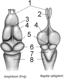 Figure 42-1 Use the figure to answer the corresponding question(s).   -The function of the structure labeled 4 in Figure 41-1 is to: