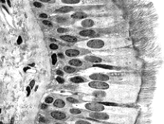 <strong>Figure 39-1 Use the figure to answer the corresponding question(s). Refer to Figure 39-1.What major function is associated with this type of tissue?</strong> A) protection of underlying cells from abrasion B) movement of materials along a tissue surface C) producing secretions such as mucus and sweat D) secretion and absorption E) strength.