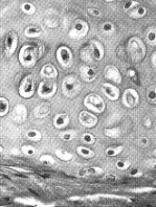 Figure 39-2 Use the figure to answer the corresponding question(s). -Intercalated disks are gap junctions between cells of: