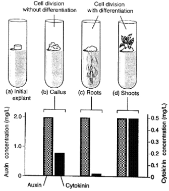 <strong>Figure 38-1 Use the figure to answer the corresponding question(s). Unripe green fruits ripen quickly in supermarkets or commercial storage facilities after exposure to:</strong> A) abscisic acid. B) auxin. C) cytokinin. D) ethylene. E) gibberellin.