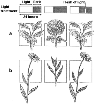 <strong>Figure 38-2 Use the figure to answer the corresponding question(s). Phy B may inhibit flowering in:</strong> A) day-neutral plants. B) vernalized plants. C) long-day plants. D) senescing plants. E) short-day plants.