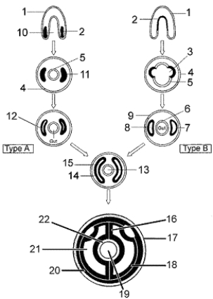 Figure 30-1 Use the figure to answer the corresponding question(s). -How can radial symmetry be an advantage to slow-moving or sessile marine organisms?