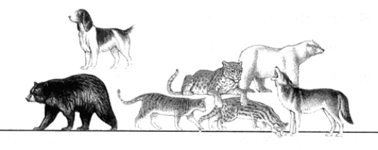 <strong>Figure 23-1 Use the figure to answer the corresponding question(s). The taxonomic grouping that would represent the next highest (more inclusive) level above that represented in Figure 23-1 is:</strong> A) Family. B) Order. C) Class. D) Phylum. E) Kingdom.