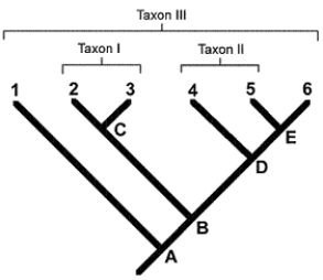 <strong>Figure 23-2 Use the figure to answer the corresponding question(s). In Figure 23-2, the pair of organisms that have the most recent ancestor is:</strong> A) 2 and 4. B) 6 and 4. C) 4 and 5. D) 2 and 3. E) 1 and 2.