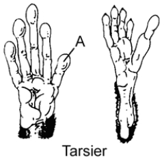 <strong>Figure 22-1 Use the figure to answer the corresponding question(s). Refer to Figure 22-1.An important adaptation for all primates resulting from the structure labeled A is:</strong> A) bipedal locomotion. B) knuckle walking. C) clinging to branches of trees. D) increased diversity in the diet. E) improved social interactions.