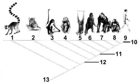 <strong>Figure 22-2 Use the figure to answer the corresponding question(s). Refer to Figure 22-2.The common hominid ancestor would be found at the position labeled:</strong> A) 13 B) 12 C) 11 D) 10 E) 9