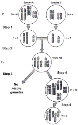 <strong>Figure 20-1 Use the figure to answer the corresponding question(s). Variations in rates of growth for different parts of the body are referred to as:</strong> A) allometric growth patterns. B) adaptive growth patterns. C) allopatric growth patterns. D) allopolyploidy. E) preadaptations.