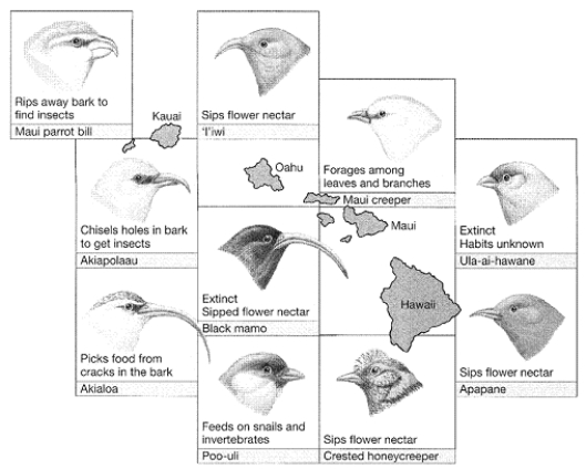 <strong>Figure 20-2 Use the figure to answer the corresponding question(s). In Figure 20-2, the variation observed in these closely related birds is an example of:</strong> A) adaptive radiation. B) allometric radiation. C) macroevolution. D) hybrid inviability. E) hybridization.