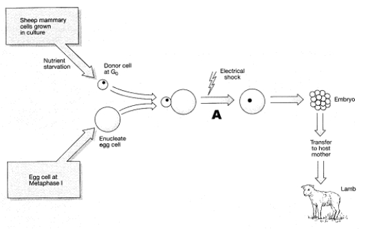 <strong>Figure 17-4 Use this figure to answer the corresponding question(s). Cloning mammals has proven to be:</strong> A) impossible. B) easy and straightforward. C) not technically feasible at the present time. D) a technique that produces many similar-looking, deformed progeny. E) a process with a low success rate and a high incidence of genetic defects.