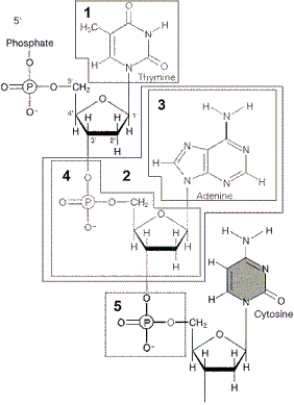<strong>Figure 12-1 Use the figure to answer the corresponding question(s). Hydrogen bonds can form between guanine and __________, and between adenine and __________.</strong> A) phosphate; sugar B) thymine; cytosine C) cytosine; thymine D) sugar; phosphate E) adenine; guanine