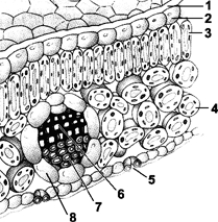 <strong>Figure 9-1 Use the figure to answer the corresponding question(s). The primary function of the leaf structure labeled 5 in Figure 9-1 is:</strong> A) food storage. B) photosynthesis. C) water transportation. D) gas exchange. E) nutrient absorption.