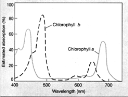 <strong>Figure 9-2 Use the figure to answer the corresponding question(s). Chlorophyll absorbs primarily __________ and __________ regions of the visible spectrum.</strong> A) blue; red B) green; yellow C) red; green D) red; yellow E) blue; yellow