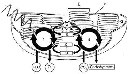 <strong>Figure 9-3 Use the figure to answer the corresponding question(s). In photosynthesis, ATP and NADPH are produced during:</strong> A) the carbon fixation reactions. B) the light-dependent phase. C) the light-independent phase. D) glycolysis. E) photolysis.