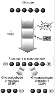 <strong>The chemical reaction illustrated in the figure is: </strong> A) the first step in the citric acid cycle. B) the energy investing phase of glycolysis. C) fermentation. D) part of the electron transport chain. E) the energy capture phase of glycolysis.