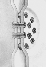 <strong>The structures in this figure: </strong> A) provide anchorage points between adjacent cells. B) allow the transport of small molecules and ions between adjacent cells. C) allow passage of materials through intercellular spaces. D) prevent the passage of materials through intercellular spaces. E) can only be found in plants.