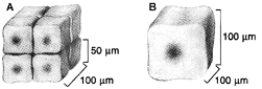 <strong>Figure 4-1 Use the figure below to answer the corresponding question(s). Which of the following statements about Figure 4-1 is true?</strong> A) Figure B has a greater surface area than Figure A. B) Figure B has a greater volume than Figure A. C) Figure B has a smaller volume than Figure A. D) Figure B has a greater surface area to volume ratio than Figure A. E) Figure B has a smaller surface area to volume ratio than Figure A.