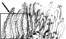 <strong>Figure 4-2 Use the figure to answer the corresponding question(s). Refer to Figure 4-2.The cellular structure indicated by the arrow is responsible for:</strong> A) lipid and fatty acid metabolism. B) protein synthesis. C) digestion of unused organelles. D) replication. E) cellular respiration.