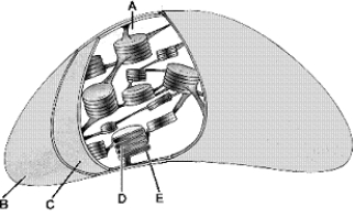 <strong>Figure 4-4 Use the figure to answer the corresponding question(s). Refer to Figure 4-4.If you treated this organelle to remove ONLY the chlorophyll, which label indicates the portion of the organelle that would be most directly affected by this treatment?</strong> A) A B) B C) C D) D E) E
