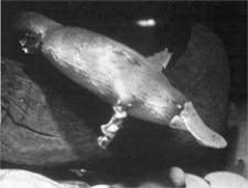 <strong>The organism in the accompanying figure can be classified as: </strong> A) a bird. B) a reptile. C) a prokaryote. D) a protista. E) a mammal.