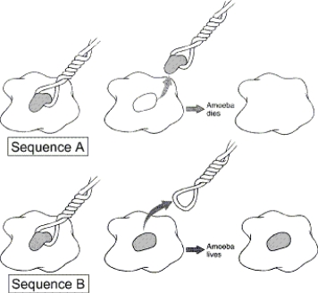 <strong>Figure 1-1 Use the figure to answer the corresponding question(s). Sequence B in Figure 1-1 represents:</strong> A) a hypothesis. B) a conclusion. C) a blind group. D) the experimental group. E) the control group.