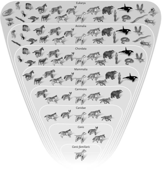 <strong> Use the figure above for the following question(s). In the illustration, which group is the least inclusive?</strong> A) Canis familiaris B) Animalia C) Chordata D) Mammalia E) Canidae