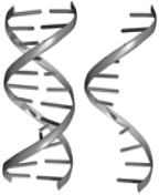<strong>  The helix structure on the right of the above figure represents</strong> A) DNA. B) RNA. C) lipid. D) protein. E) phospholipid. <div style=padding-top: 35px> 