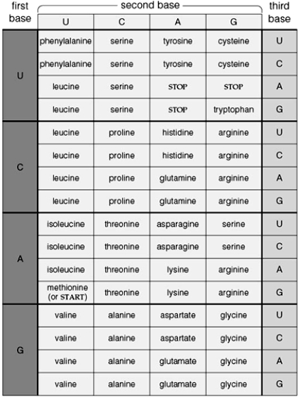 <strong>  The following questions refer to the genetic code table above. The first amino acid of a new polypeptide chain is</strong> A) alanine. B) cysteine. C) variable. D) phenylalanine. E) methionine. <div style=padding-top: 35px> 