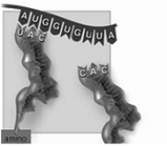 <strong>  Which event of translation is shown in the figure above?</strong> A) initiation B) elongation C) termination D) peptide bond formation E) elongation and peptide bond formation <div style=padding-top: 35px> 