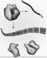 <strong>  Which stage of translation is shown in the figure above?</strong> A) initiation B) elongation C) termination D) peptide bond formation E) polysome activity <div style=padding-top: 35px> 