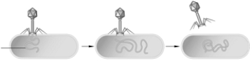 <strong> The following questions should be answered using the figure above. The above figure represents the research of which of the following researchers?</strong> A) Delbrück B) Avery and McCarty C) Chagraff D) Luria E) Hershey and Chase