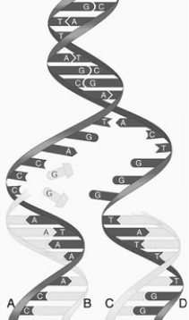 <strong> The following questions refer to the figure above. The figure illustrates</strong> A) DNA repair. B) semiconservative replication. C) the action of the ligases. D) the action of glycosylases. E) DNA hybridization.
