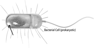 <strong> Which of the following is indicated by the arrow as the location of glycolysis?</strong> A) cytoplasm B) Golgi body C) nucleoid D) mitochondrion E) rough endoplasmic reticulum